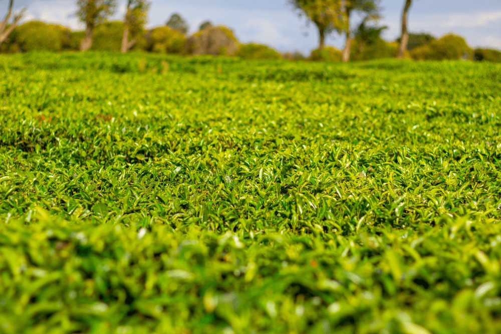 Limuru Tea Farm