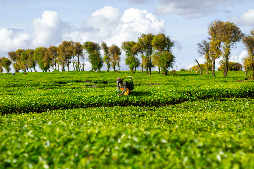 Kenyan Tea Farm